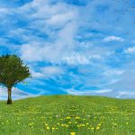 grass-field-tree-blue-sky-background-342429-pixahive